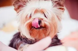 dog, tongue, pet-926144.jpg