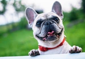 french-bulldog-summer-smile-joy-160846-160846.jpg