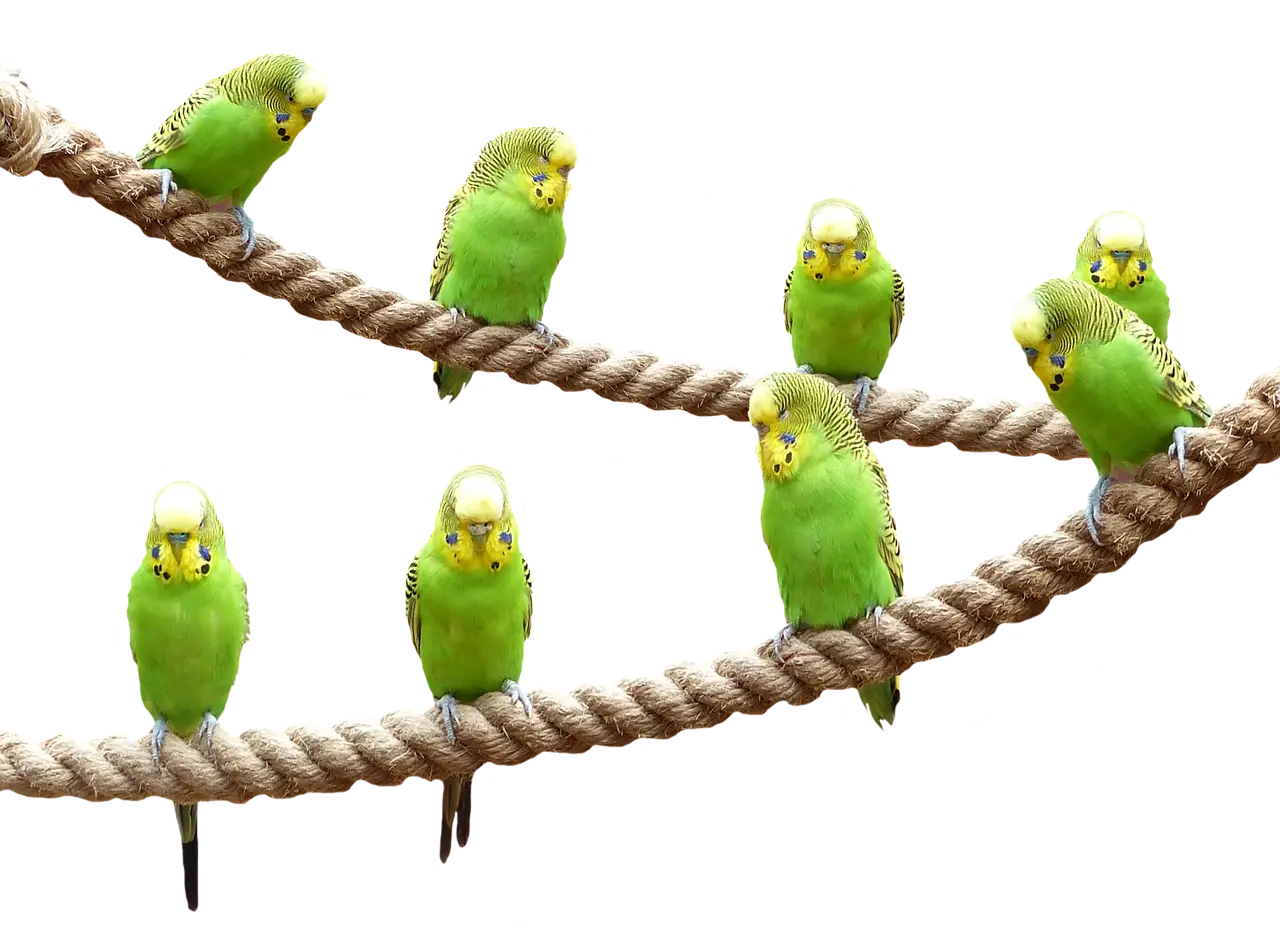 muhabbet kuşları