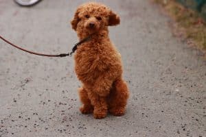 Toy Poodle Köpeğinin Bakımı Nasıl Yapılır